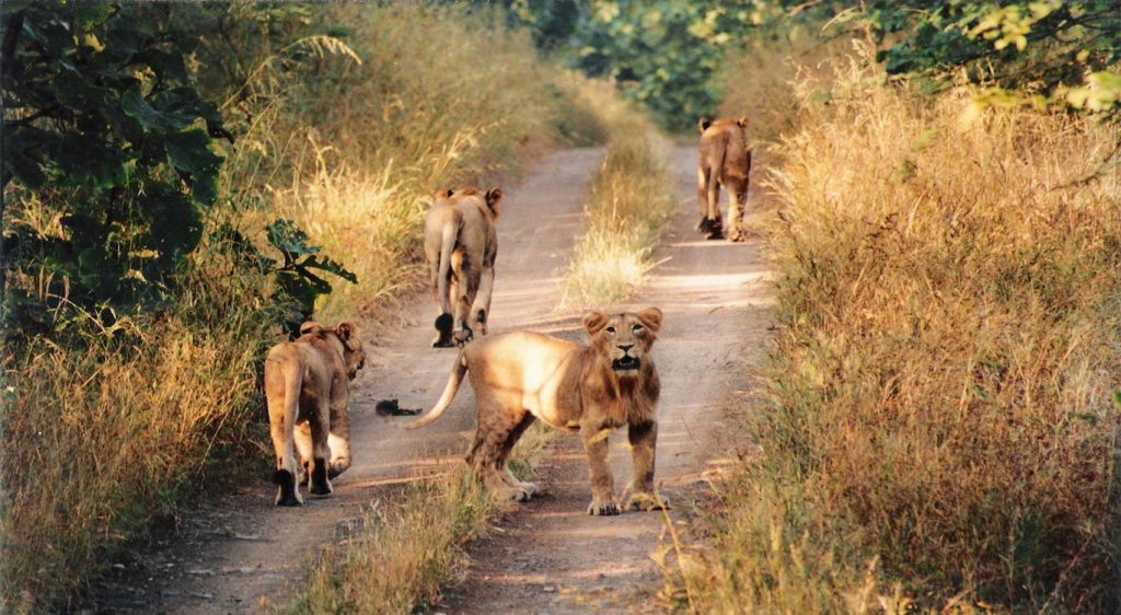 Gir Forest Gallery