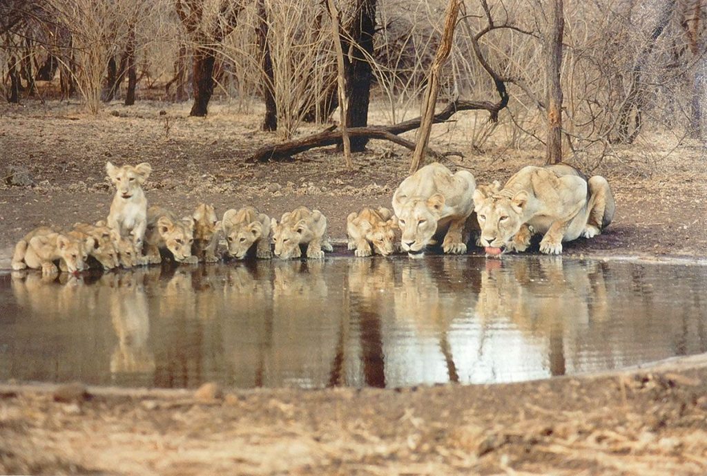 Gir Forest